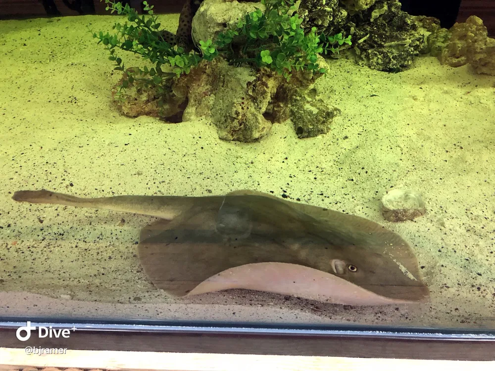 a stingray swims at the bottom of a tank