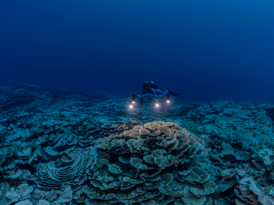 Last November, a team of scientists and photographers spent 200 hours studying the vast reef during a dive expedition supported by UNESCO.