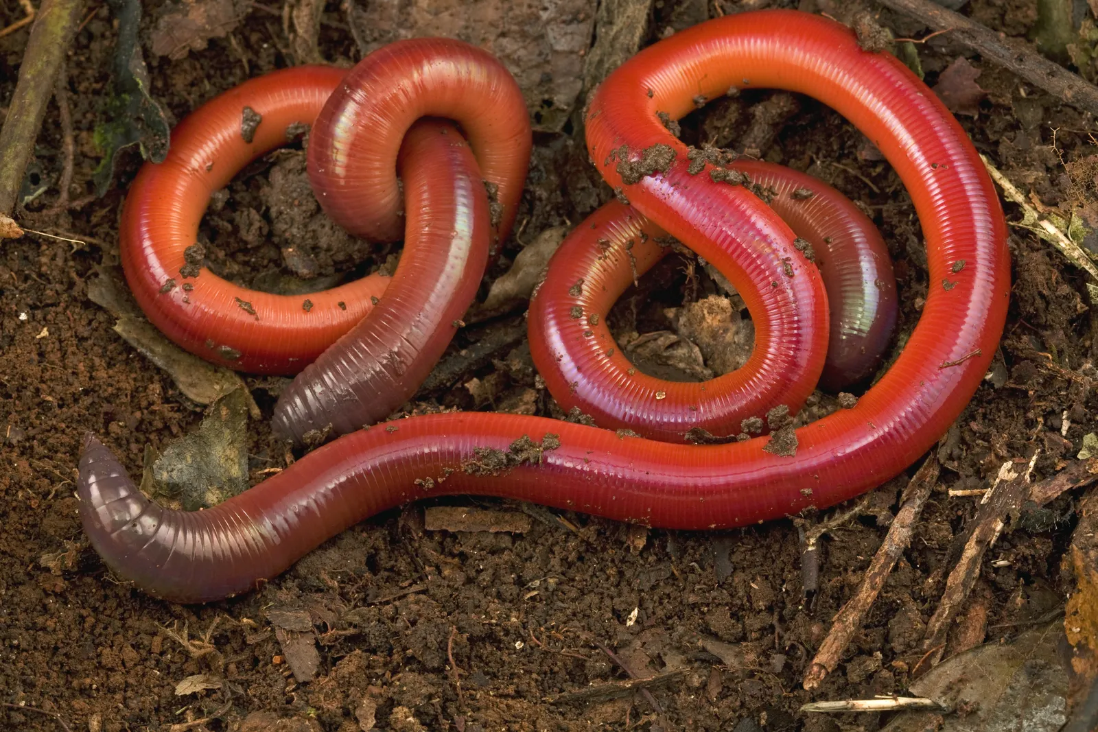 Lady Worms, Beware: Pick the Wrong Mate, End Up Dead, Smart News