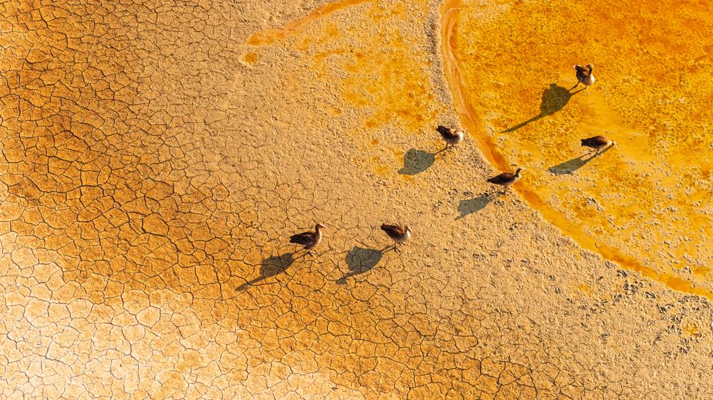 After a long search, the greylag geese finally found a small patch of water in this cracked, drought-stricken saline landscape. Their shadows stretch long in the late-afternoon light, as if telling the story of the journey they have made.
