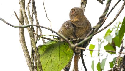 Theyre Adorable. And Endangered. Meet the Worlds Smallest Monkey: the Pygmy Marmoset