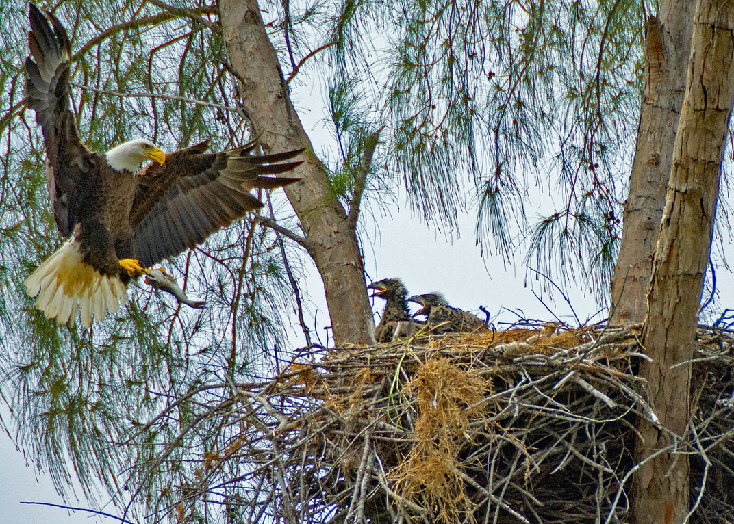 Eagle nest Marco Island, Fl Smithsonian Photo Contest Smithsonian