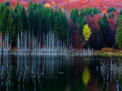 Fall Foliage on Cuejdel Lake, Neamt, Romania