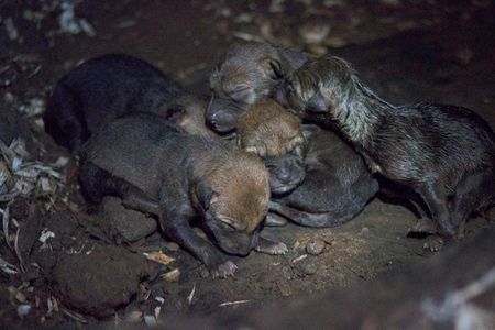 The newly born red wolf pups