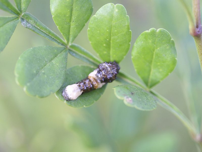 Giant Swallowtail Caterpillar