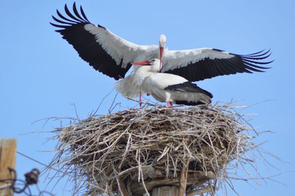 mating season of storks thumbnail