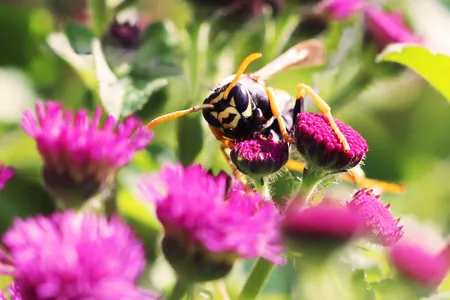 Moving forward, the researchers hope to study how paper wasps use transitive inference in social interactions