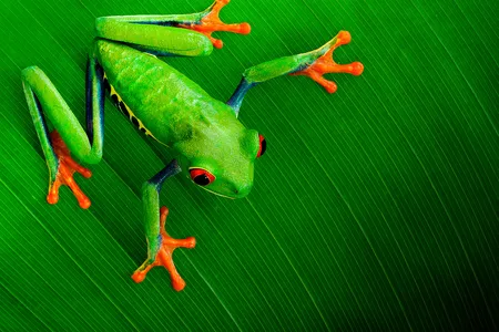 A red-eyed treefrog hangs on to a leaf in Costa Rica.