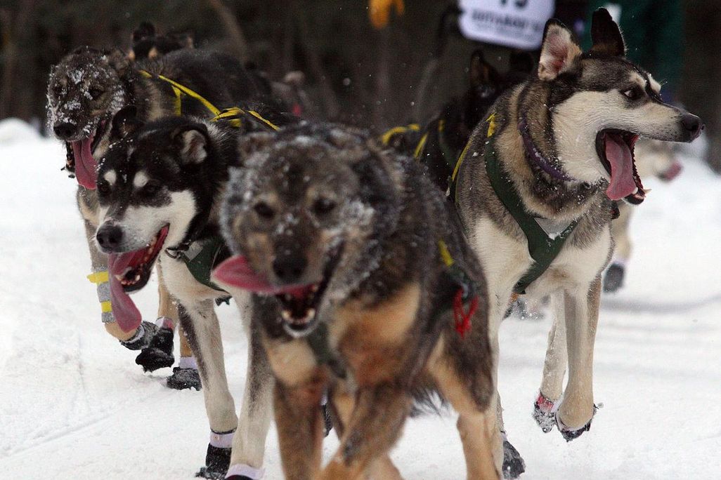 Dog Team