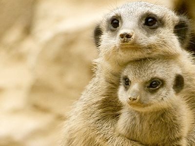 “Please don’t hurt my baby!” this mother meerkat may say to her murderous female superiors.