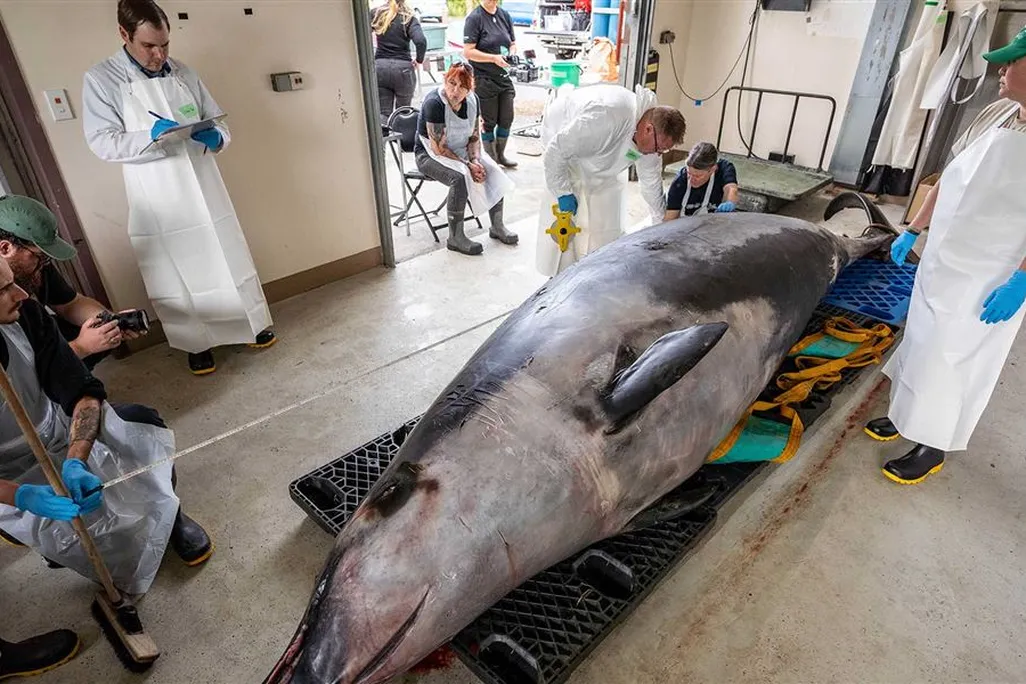 researchers stand around a spade-toothed whale for dissection