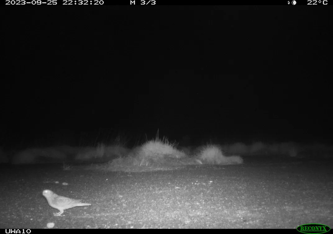 a black and white camera trap image showing a small parrot in the lower left foreground
