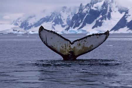 The tail, or fluke, of a humpback whale is identifiable, like a fingerprint is for a human.
