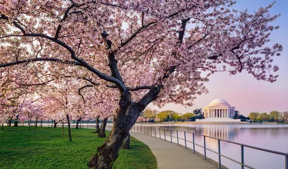 Yoshino cherry tree