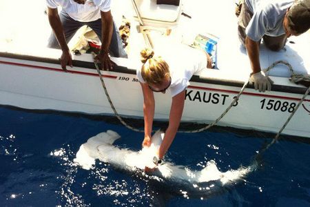 A hammerhead caught on a longline.