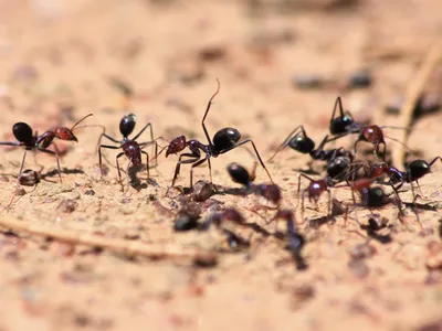 An ant of the species Iridomyrmex purpureus (center) lifts a leg in an aggressive display when she encounters ants from a different nest.