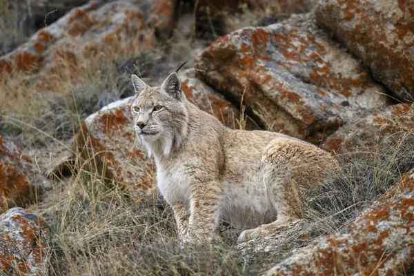His Majesty: The Ghost of Himalayas thumbnail