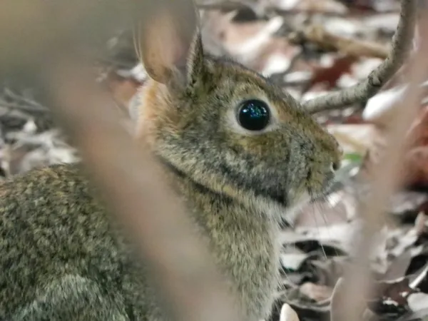 A Rabbit in the Bushes thumbnail