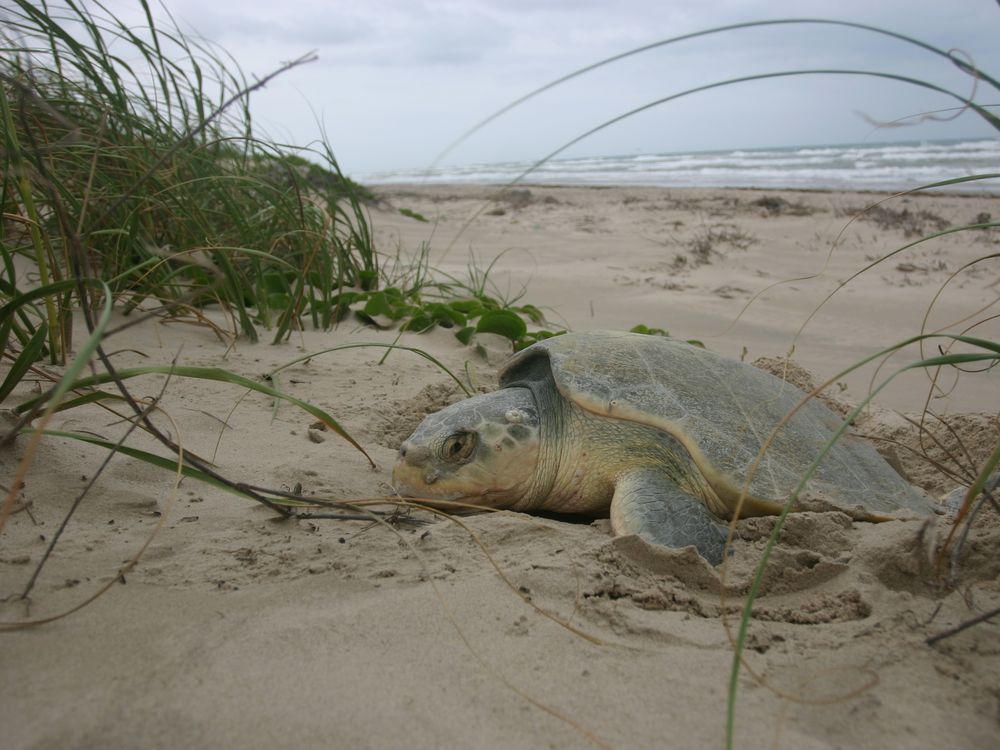 A sea turtle lies nesting on a beach, surrounded by grasses and sand