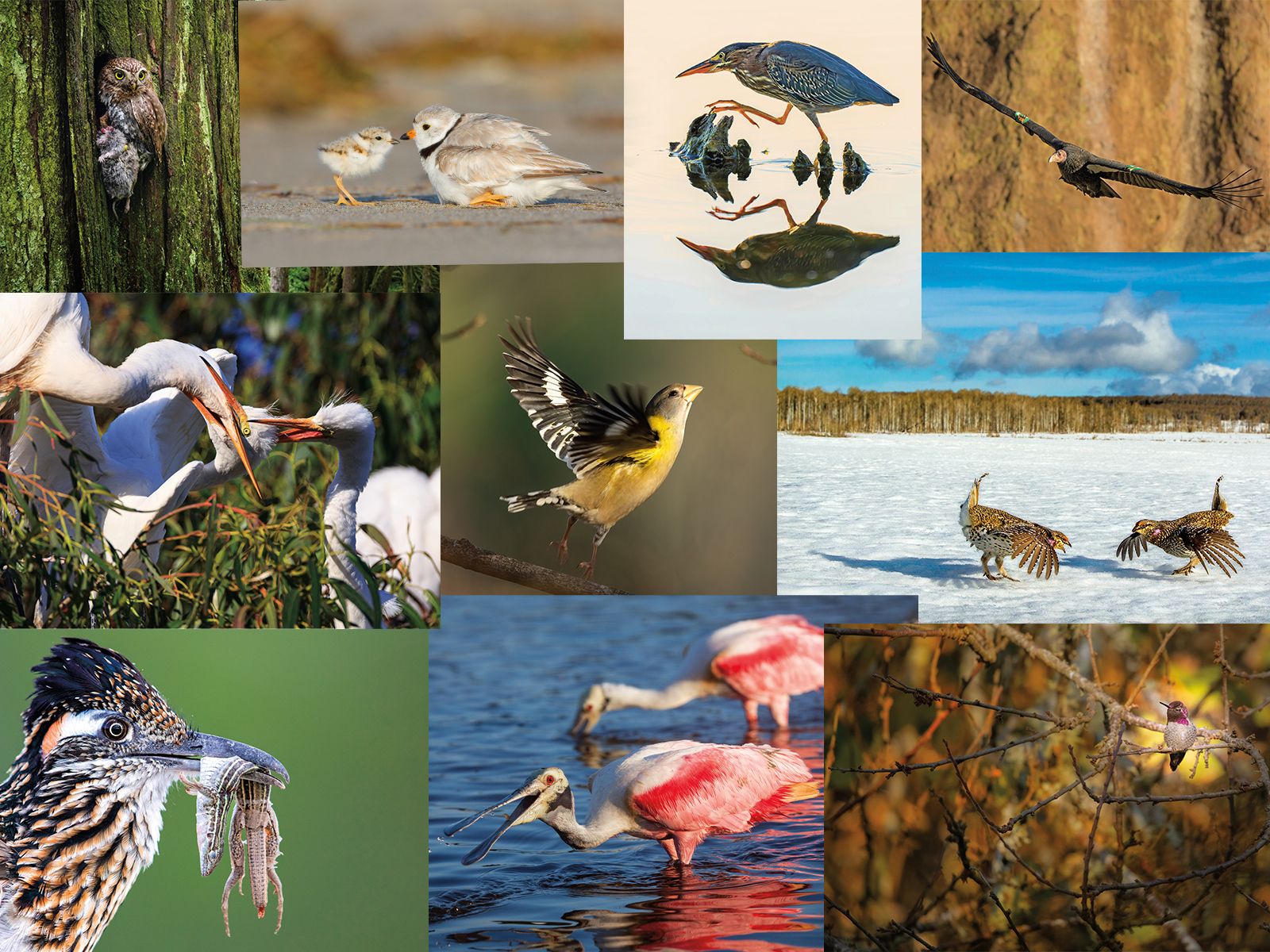 Ten Wildlife Photographers Zoom In on Their Favorite Birds | Science - Vimarsana News
