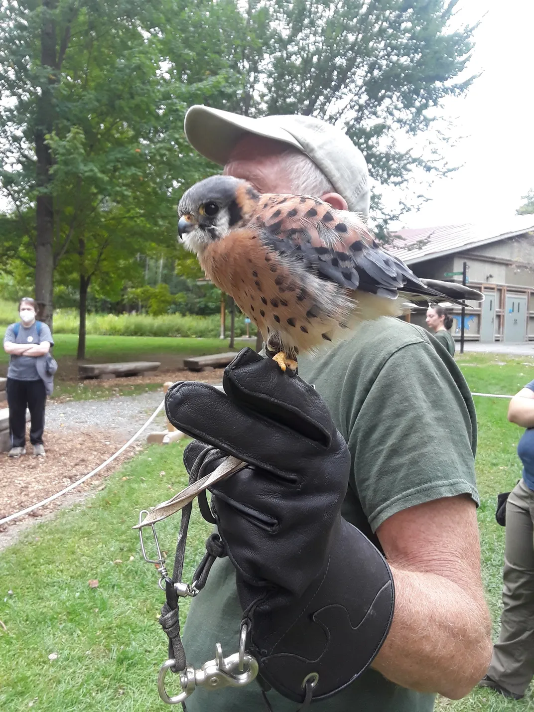 a man in a green shirt holds a kestrel at shoulder level with a large black glove