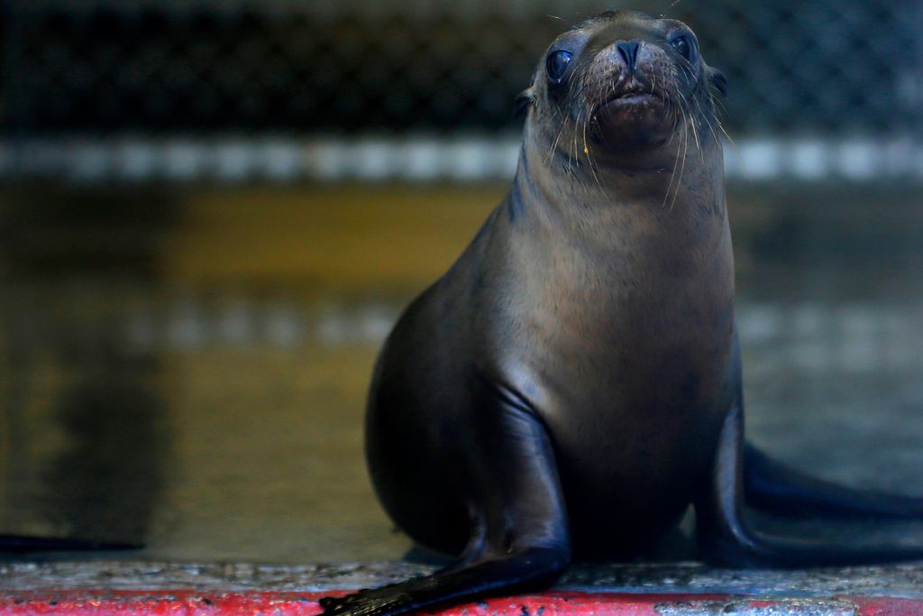 Stranded Sea Lion Pup