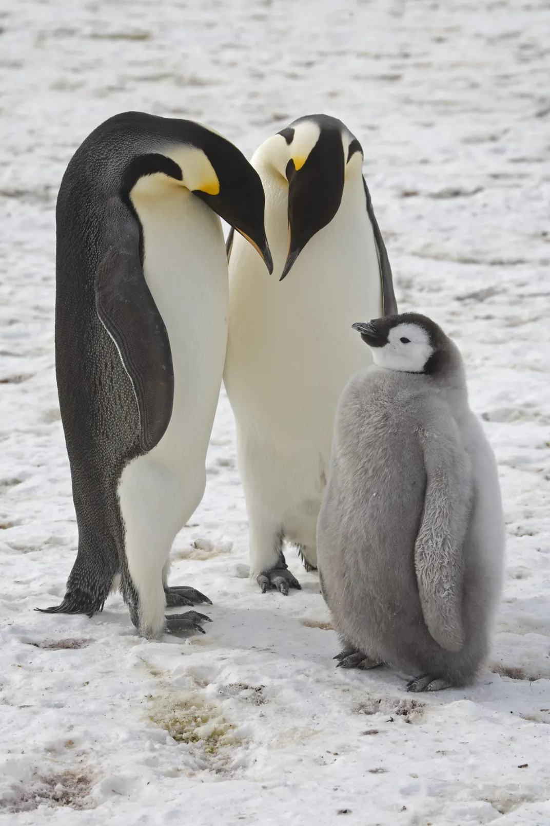 Two adult emperor penguins with a fluffy chick