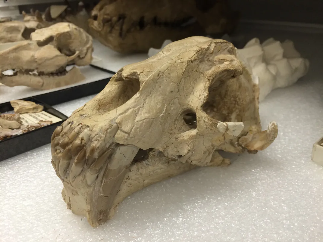 Hoplophoneus Occidentalis Skull
