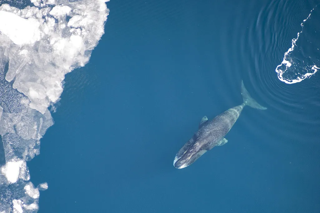aerial view of a bowhead whale