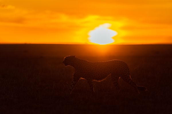 Sunset and Cheetah thumbnail