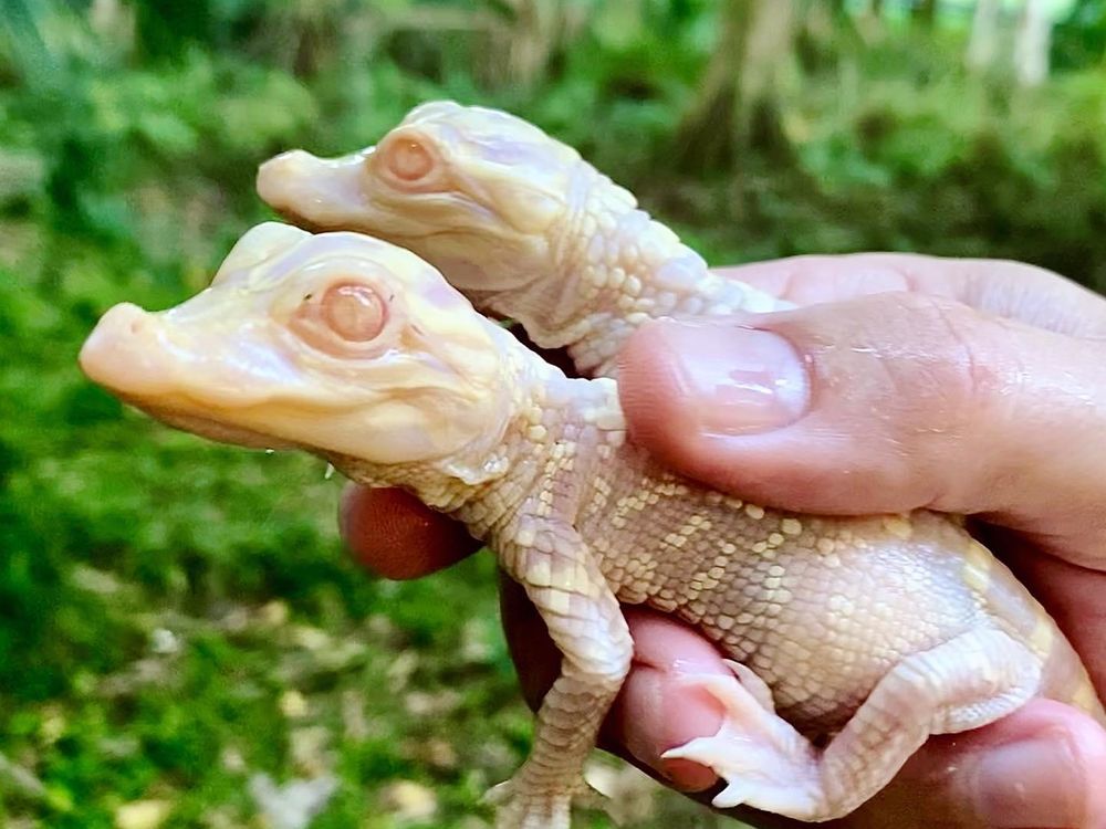 Two albino gator babies