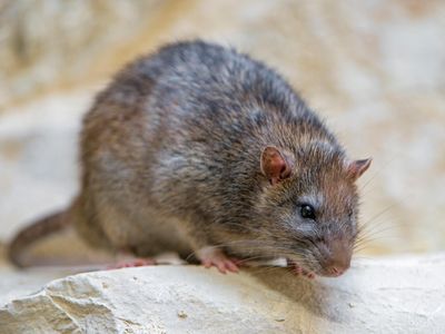 Urban rats appeared to enjoy a steady diet of high-quality food, including protein-rich meat, while rural rats struggled to get by on limited, often meat-free meals