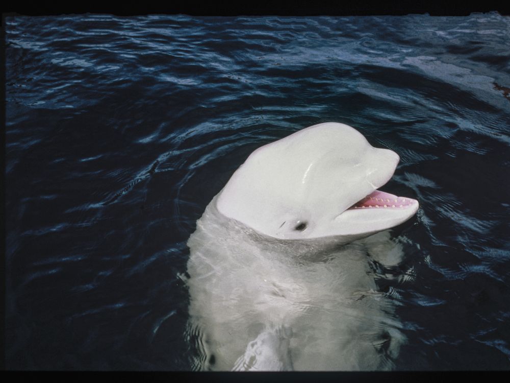 The Story of One Whale Who Tried to Bridge the Linguistic Divide