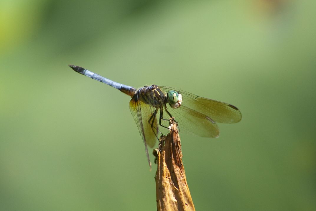 A dragonfly on a hot afternoon | Smithsonian Photo Contest