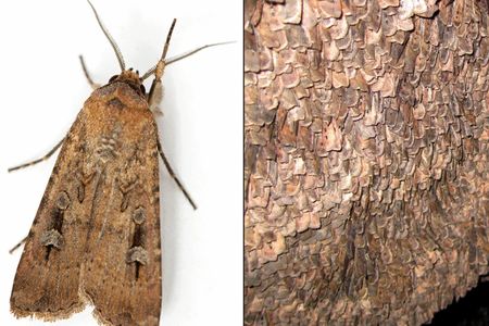 Bogong moths were traditionally ground into pastes or cakes. Pictured here are a single moth (left) and thousands of moths resting on a rock (right).