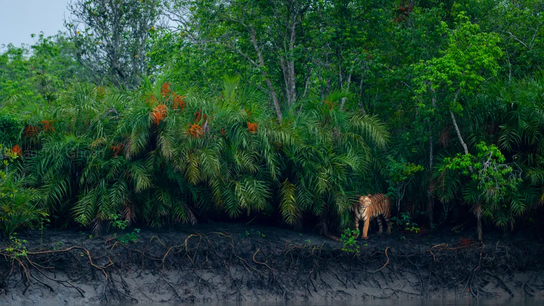 a tiger emerges from a landscape filled with several trees, their dark branching roots visible in the sand at the front
