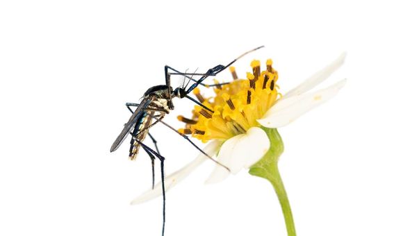 Mosquitoes are more than blood-sucking menaces. They also pollinate flowers, have intricate sex lives and eat other disease-carrying mosquitoes. (Lawrence Reeves)