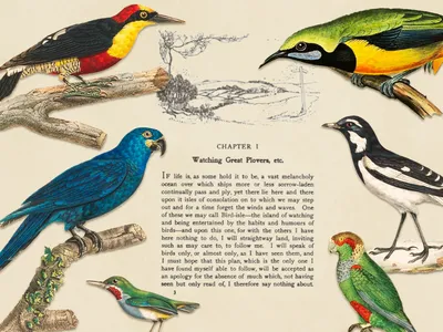 Ornithologist Edmund Selous made empathy for birds respectable and, in doing so, changed the world. Bird-watching became a popular pastime, eventually making birding scientific and playing a pivotal role in the animals&rsquo; conservation.