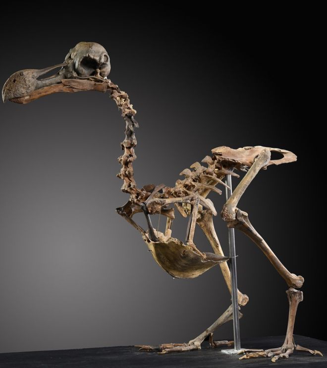 Réplique Crane de dodo Skull Raphus cucullatus museum quality Oddities 