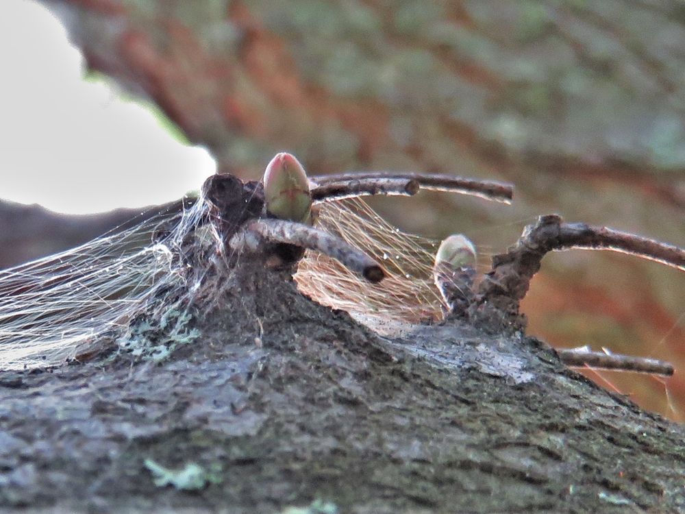 spider webs in trees Smithsonian Photo Contest Smithsonian Magazine