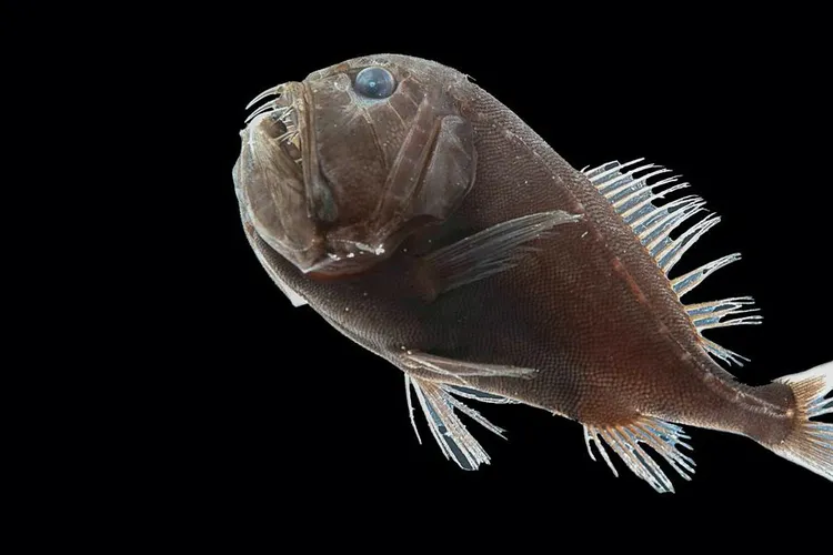 One ultra-black fish is posed against a black background. Its head faces the upper left corner of the image. (Desktop shallow left)