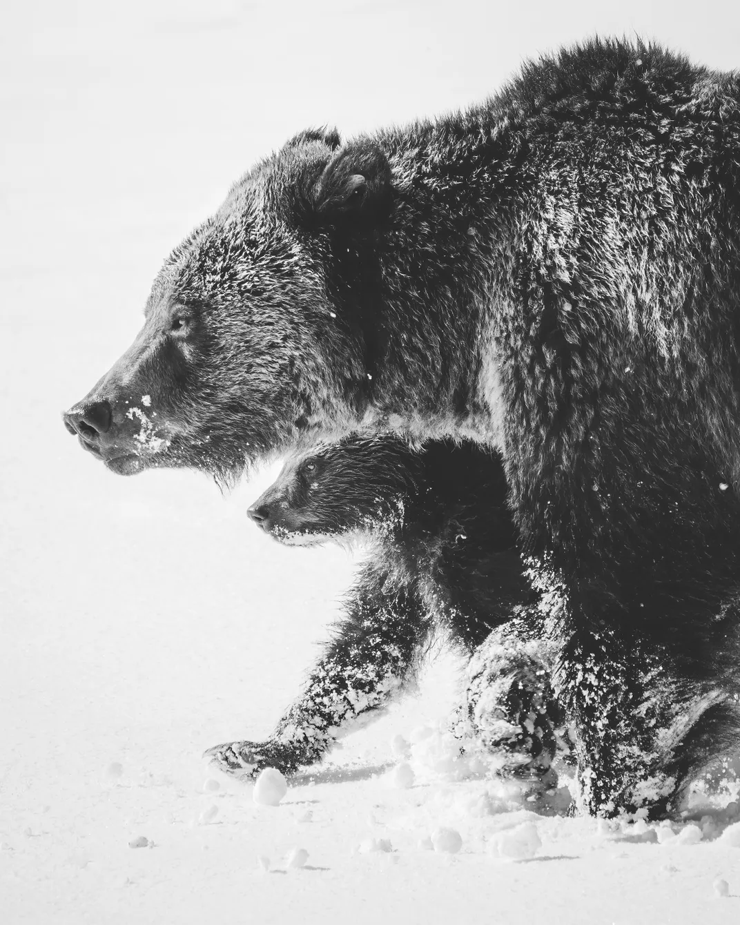 A bear and cub walk through the snow