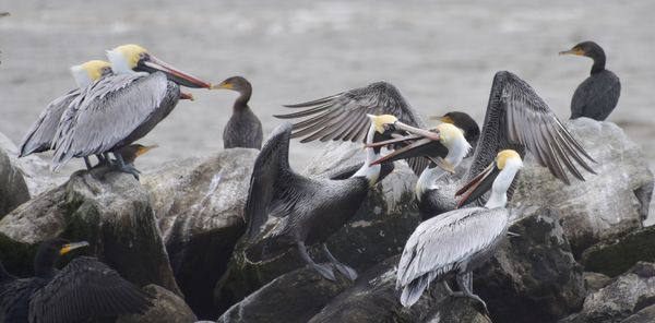 Ring side at a pelican fight. thumbnail