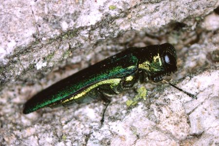 An emerald ash borer, the problem the wasp is supposed to address