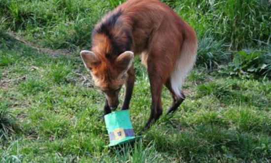 A maned wolf enjoys a green treat for Saint Patrick's Day.