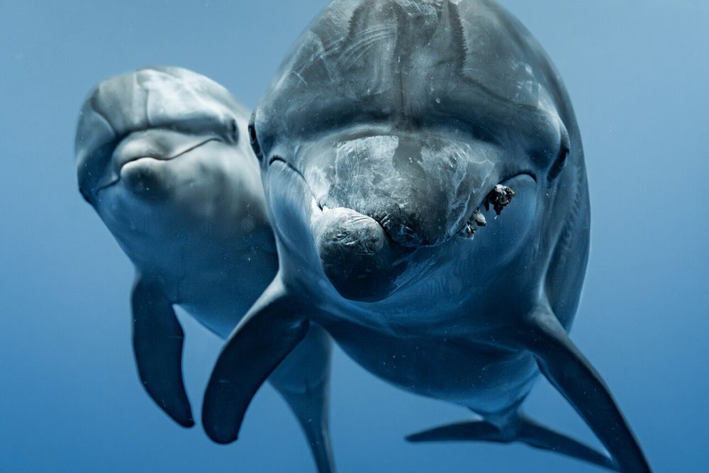 cropped: two dolphins approach the camera