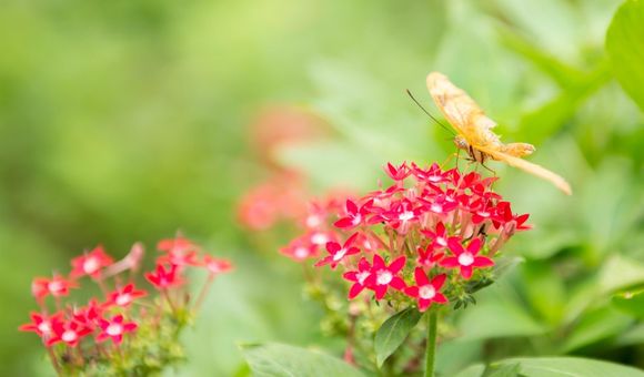 A butterfly on a cluster of small flowers