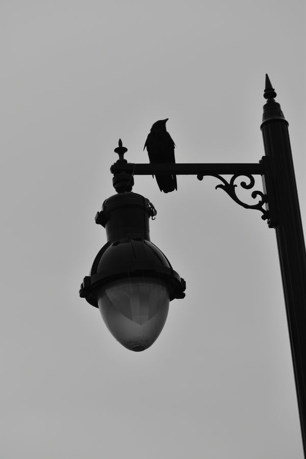 Crow on a lamppost thumbnail