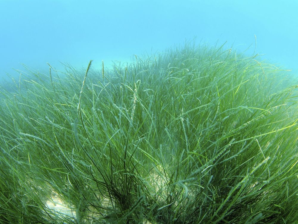 seagrass