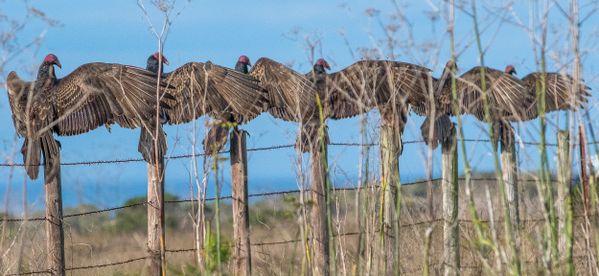 Vultures on a fenceposts thumbnail
